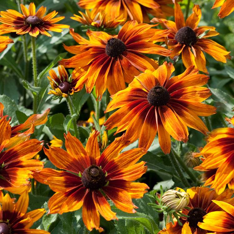 RUDBECKIA CAPPUCCINO NR.1000 SEMI